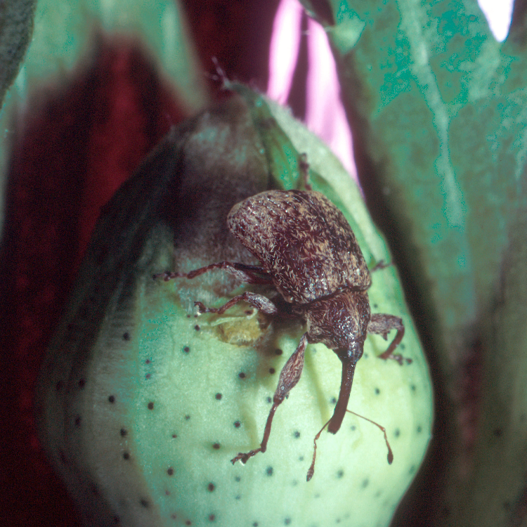 Boll Weevil Eradication Foundation of Georgia searching for field service officer